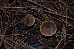 Cortinarius glandicolor