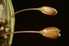 Allium fuscum