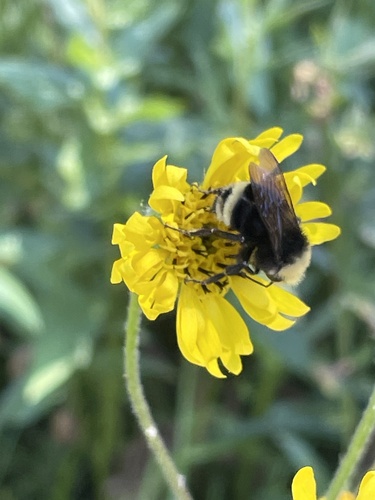 iNaturalist observation photo of Yellow-faced Bumble Bee