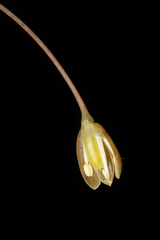 Allium fuscum
