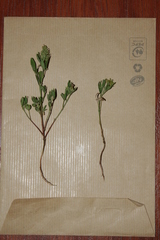 Trigonella spicata