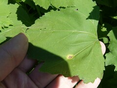 Puccinia xanthii