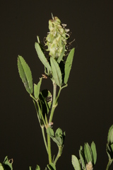 Trigonella spicata