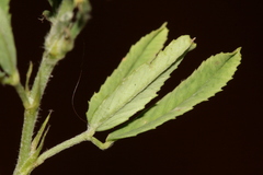 Trigonella spicata