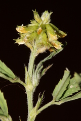 Trigonella spicata