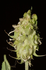 Trigonella spicata