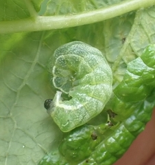 Melanchra persicariae