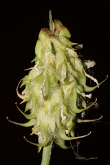 Trigonella spicata