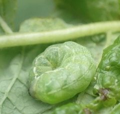 Melanchra persicariae