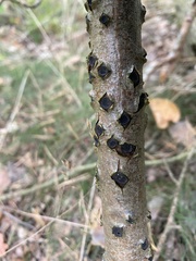 Biscogniauxia marginata