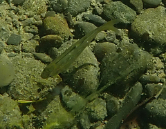 Hesperoleucus symmetricus