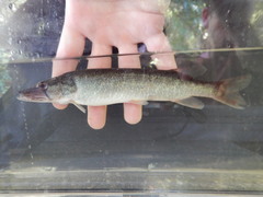 Esox americanus
