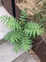 Ailanthus altissima