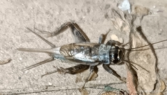 Eumodicogryllus