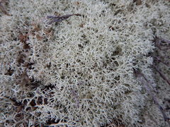 Cladonia arbuscula mitis