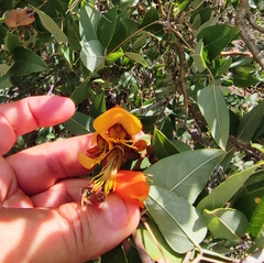 Erythrina breviflora