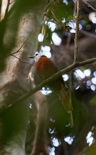 White-headed Robin-Chat