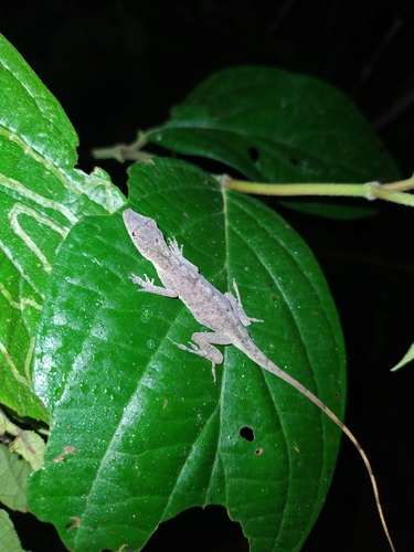 Brown-eared Anole
