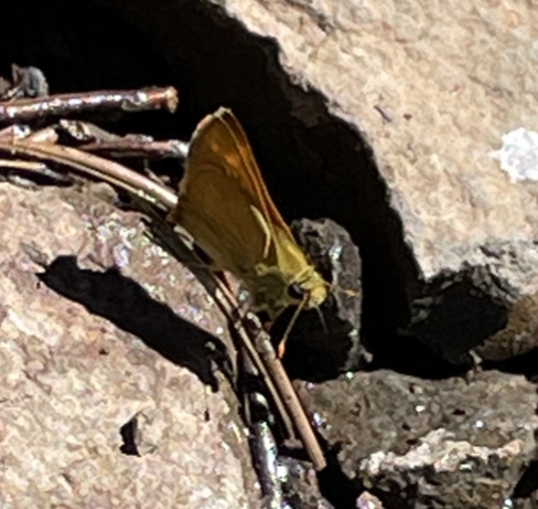 iNaturalist observation photo of Woodland Skipper