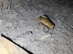 Hamptophryne boliviana