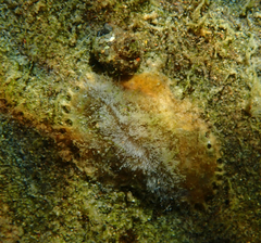 Leucotrichia