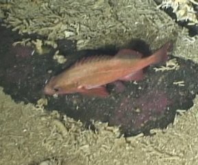 Harlequin Rockfish
