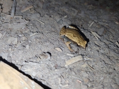 Hamptophryne boliviana
