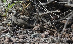 Aspidoscelis marmoratus