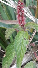 Acalypha communis
