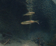 Ptychocheilus grandis