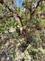 Erythrina breviflora