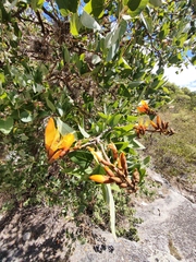 Erythrina breviflora