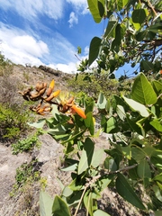 Erythrina breviflora