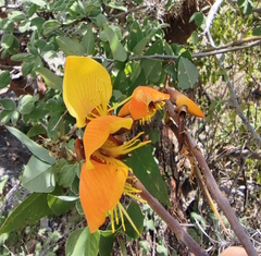Erythrina breviflora