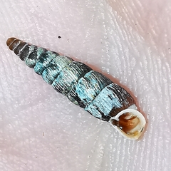 Macrogastra plicatula