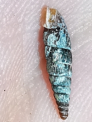 Macrogastra plicatula