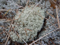 Cladonia arbuscula mitis