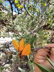 Erythrina breviflora