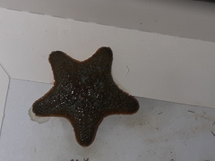 Asterina gibbosa