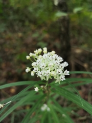 Asclepias angustifolia