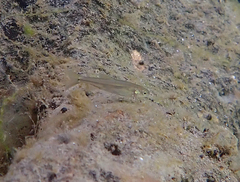 Ptychocheilus grandis