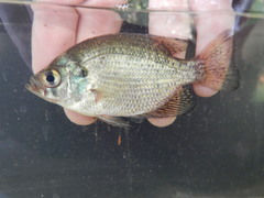 Centrarchus macropterus