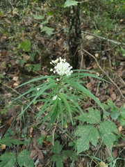 Asclepias angustifolia