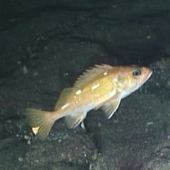 Rosethorn Rockfish photo 5