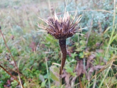 Hypochaeris uniflora