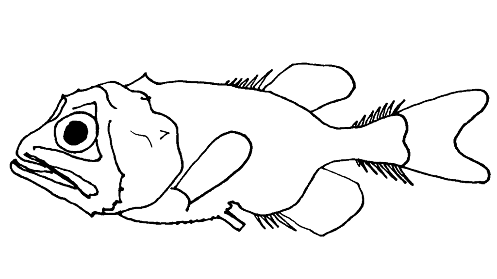 Gibberfishes