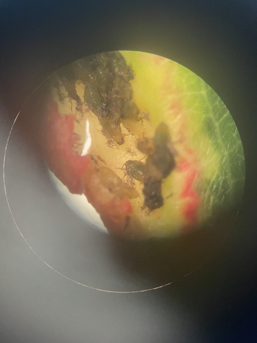 iNaturalist observation photo of Manzanita Leafgall Aphid