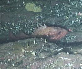 Blackgill Rockfish (Seamounts of Canada's Large Offshore Pacific Area ...