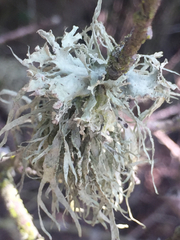 Ramalina canariensis