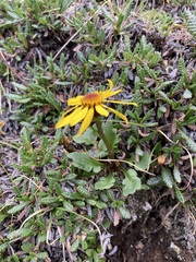 Tephroseris lindstroemii